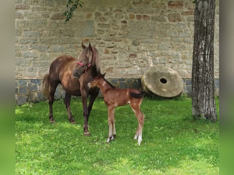Andere Rassen Merrie 6 Jaar 155 cm Palomino in Zaldibar