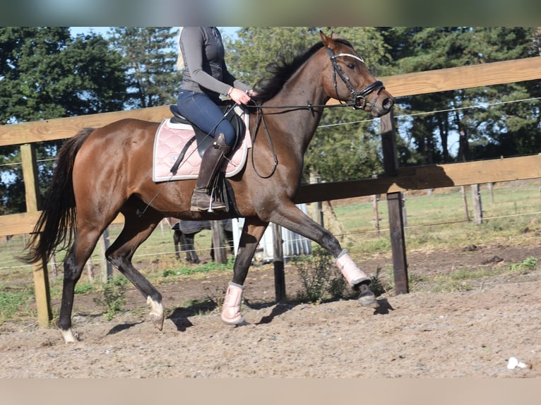 Andere Rassen Merrie 6 Jaar 157 cm Bruin in Achtmaal