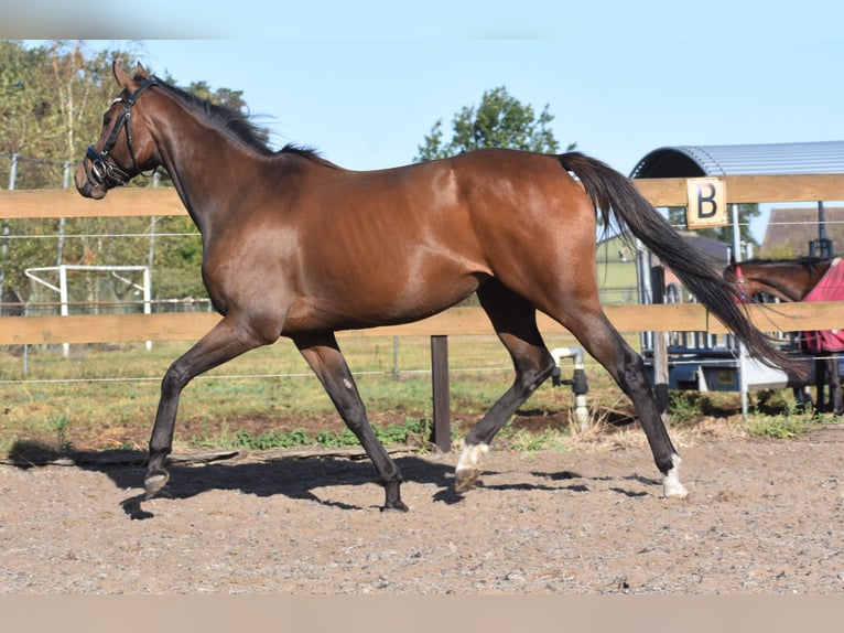 Andere Rassen Merrie 6 Jaar 157 cm Bruin in Achtmaal