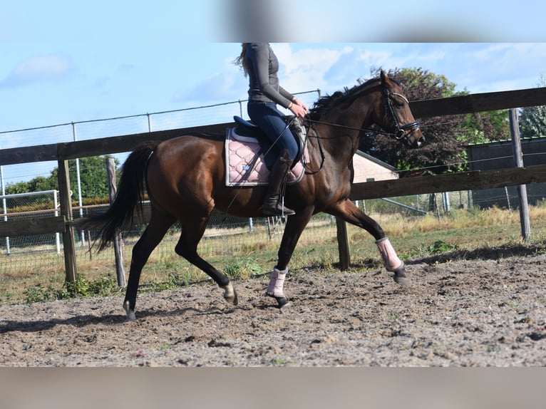 Andere Rassen Merrie 6 Jaar 157 cm Bruin in Achtmaal