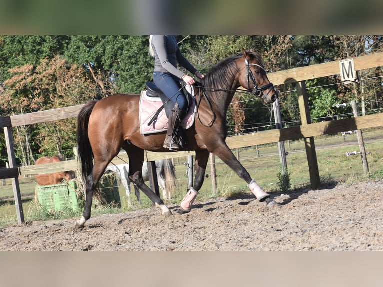 Andere Rassen Merrie 6 Jaar 157 cm Bruin in Achtmaal