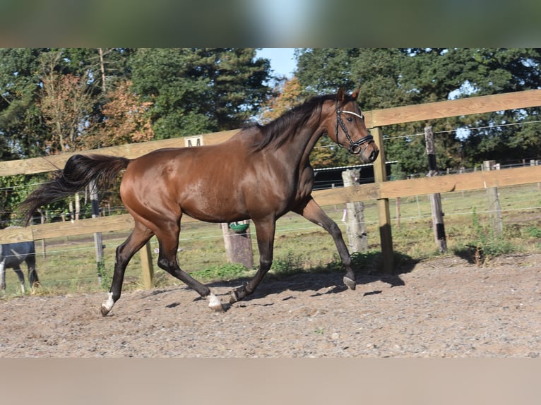 Andere Rassen Merrie 6 Jaar 157 cm Bruin in Achtmaal
