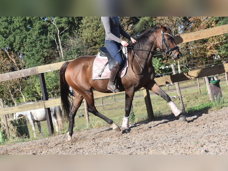 Andere Rassen Merrie 6 Jaar 157 cm Bruin in Achtmaal