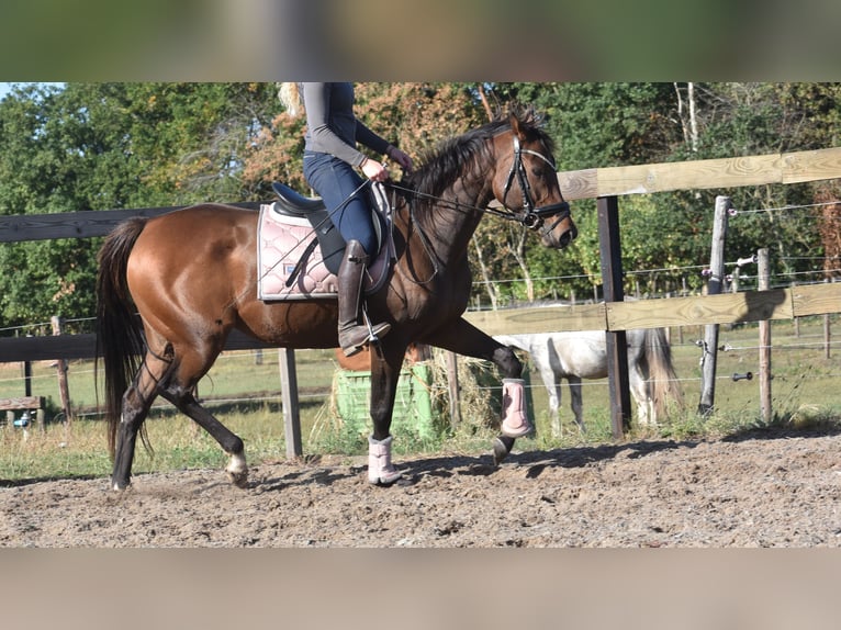 Andere Rassen Merrie 6 Jaar 157 cm Bruin in Achtmaal