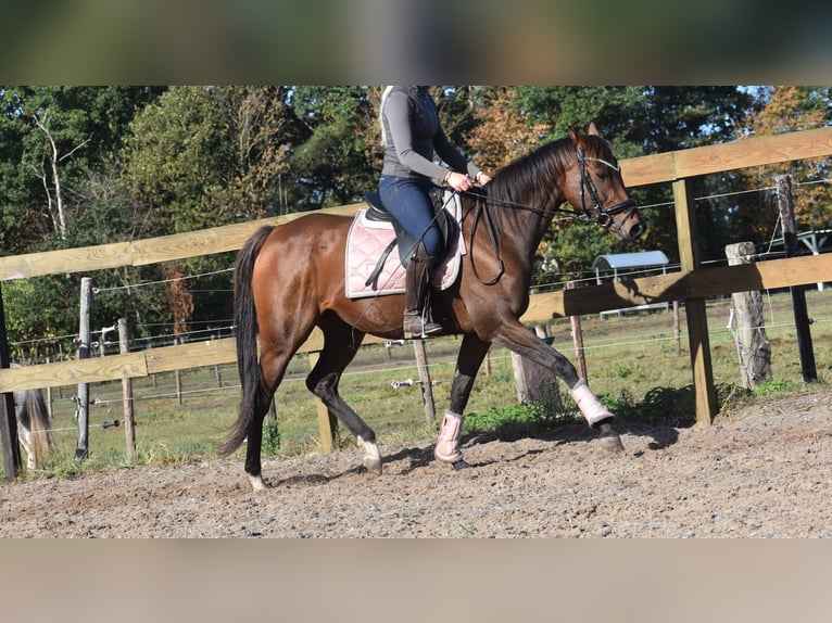 Andere Rassen Merrie 6 Jaar 157 cm Bruin in Achtmaal