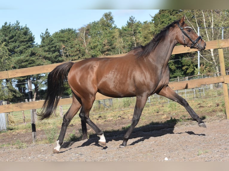Andere Rassen Merrie 6 Jaar 157 cm Bruin in Achtmaal