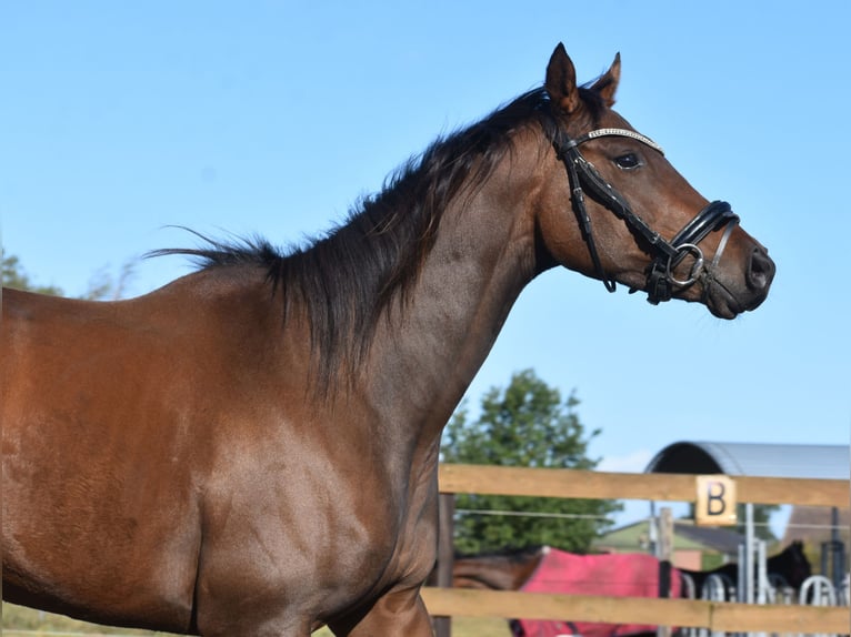Andere Rassen Merrie 6 Jaar 157 cm Bruin in Achtmaal