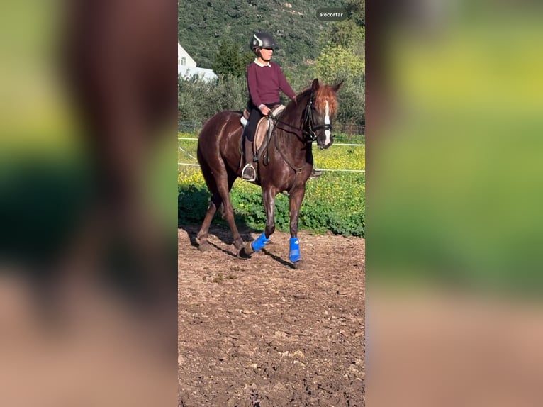 Andere Rassen Mix Merrie 6 Jaar 160 cm Donkere-vos in Alcala De Los Gazules