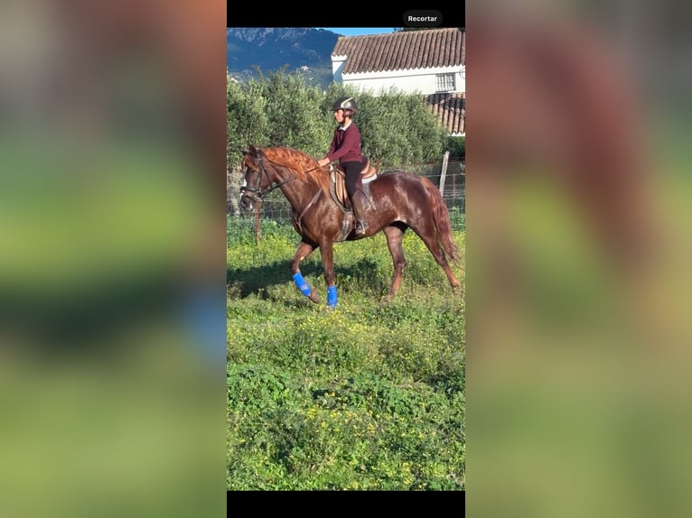 Andere Rassen Mix Merrie 6 Jaar 160 cm Donkere-vos in Alcala De Los Gazules