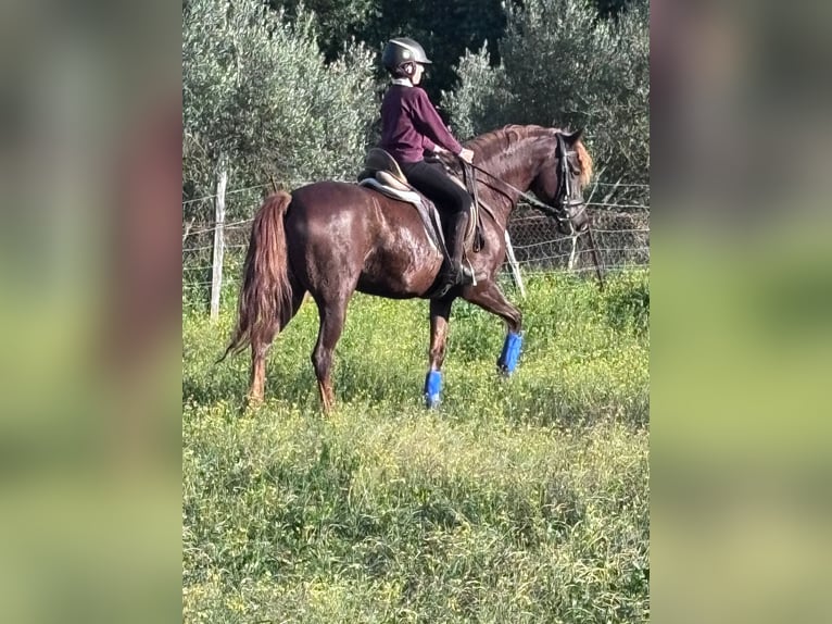 Andere Rassen Mix Merrie 6 Jaar 160 cm Donkere-vos in Alcala De Los Gazules