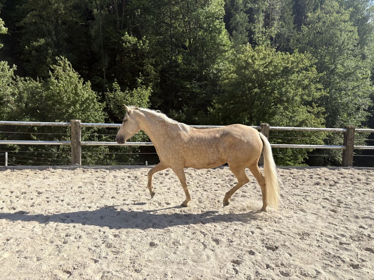 Andere Rassen Merrie 6 Jaar 160 cm Pearl in Laussa