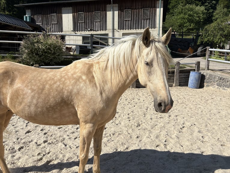 Andere Rassen Merrie 6 Jaar 160 cm Pearl in Laussa