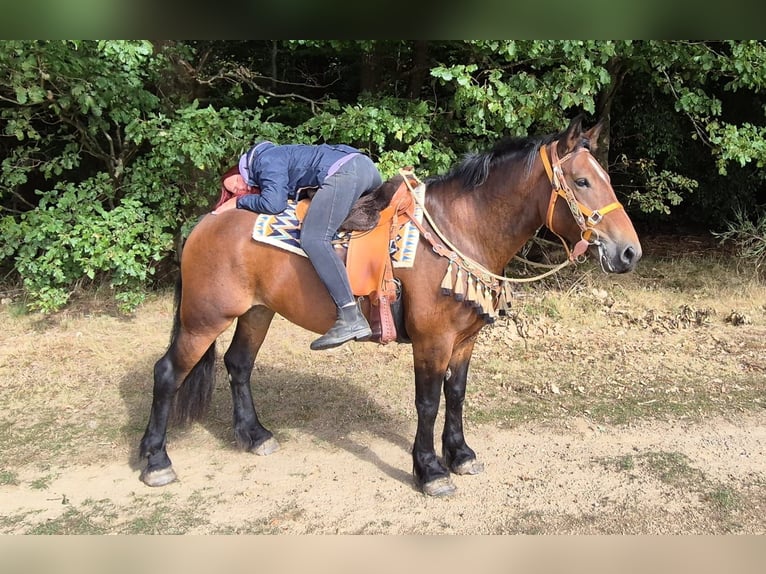 Andere Rassen Merrie 6 Jaar 162 cm Bruin in Linkenbach