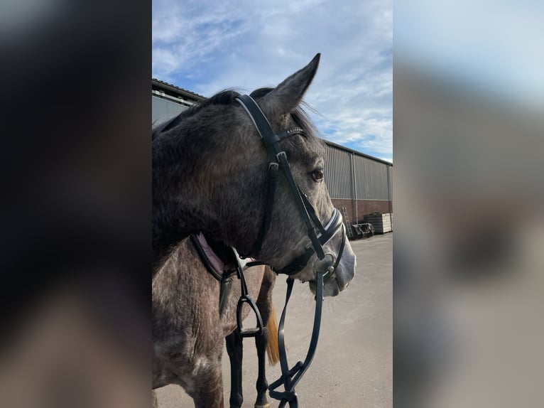 Andere Rassen Merrie 6 Jaar 162 cm Schimmel in Venray