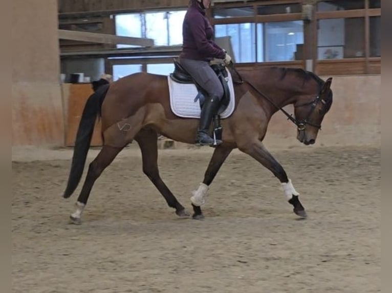 Andere Rassen Merrie 6 Jaar 164 cm Bruin in Schwäbisch Gmünd