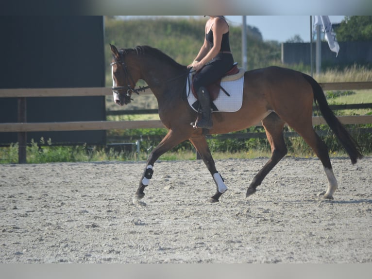 Andere Rassen Merrie 6 Jaar 165 cm Bruin in Breda