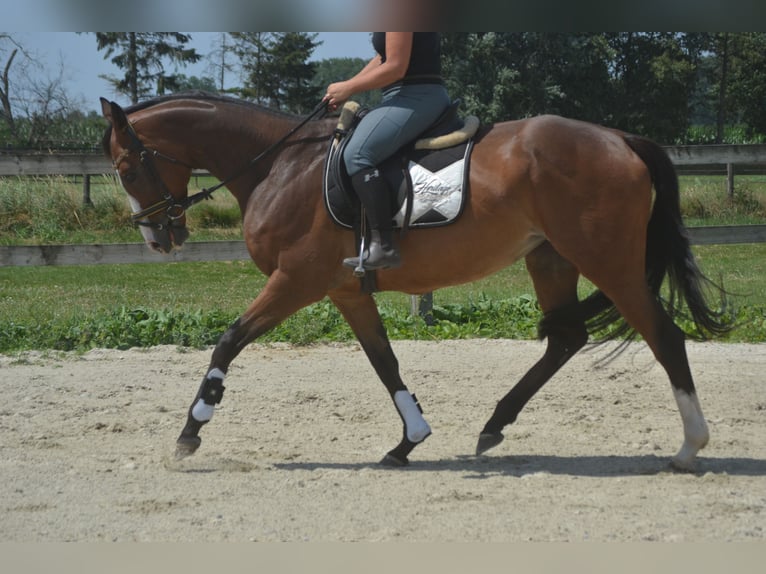Andere Rassen Merrie 6 Jaar 165 cm Bruin in Breda