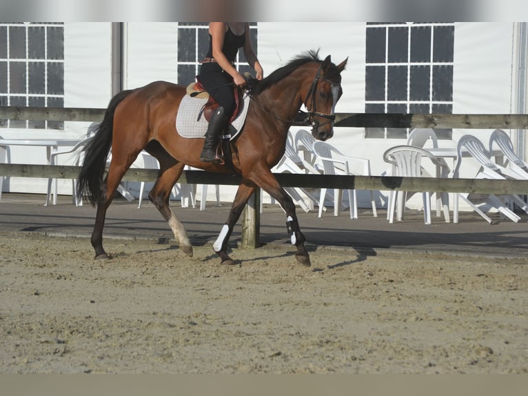 Andere Rassen Merrie 6 Jaar 165 cm Bruin in Breda