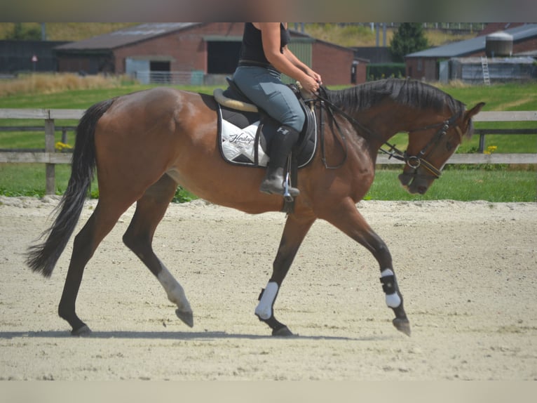 Andere Rassen Merrie 6 Jaar 165 cm Bruin in Breda