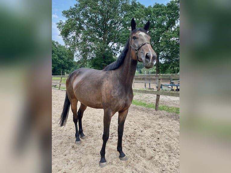 Andere Rassen Merrie 6 Jaar 165 cm Bruin in Getelo