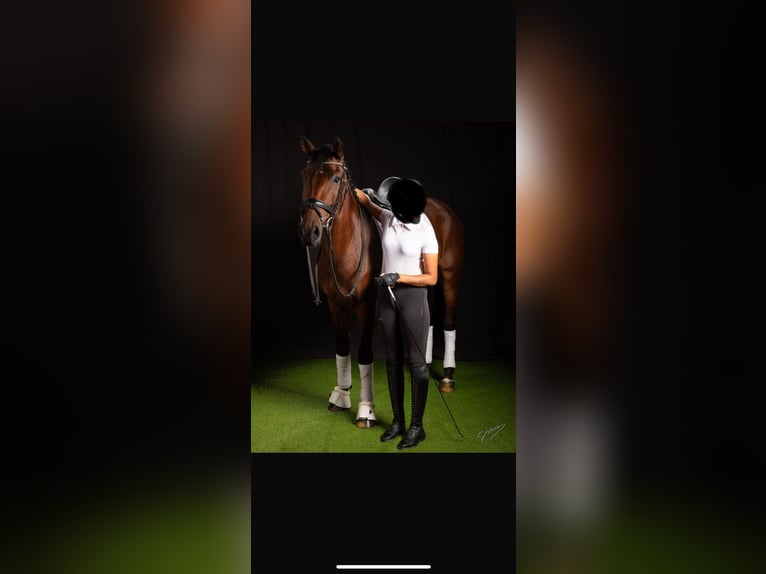 Andere Rassen Mix Merrie 6 Jaar 165 cm Roodbruin in Jerez de la Frontera