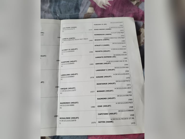 Andere Rassen Merrie 6 Jaar 167 cm Bruin in Celje