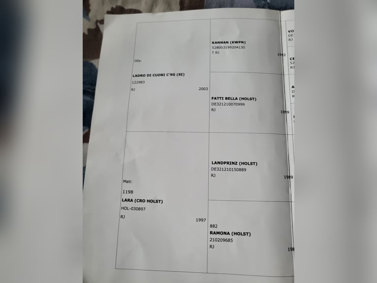 Andere Rassen Merrie 6 Jaar 167 cm Bruin in Celje