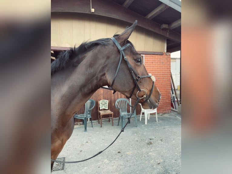 Andere Rassen Merrie 6 Jaar 168 cm Bruin in parma