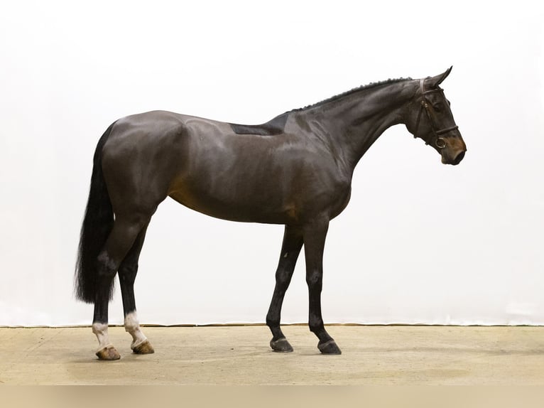 Andere Rassen Merrie 6 Jaar 168 cm Donkerbruin in Waddinxveen