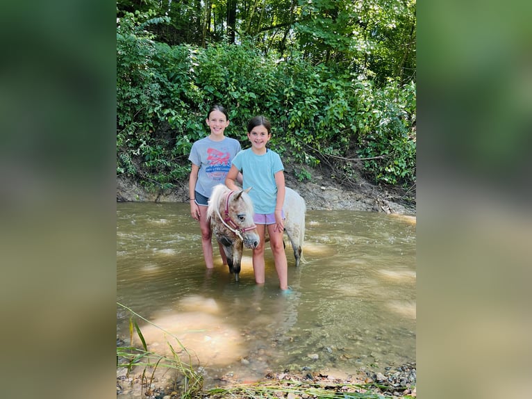 Andere Rassen Merrie 6 Jaar 91 cm Roan-Red in Charleston