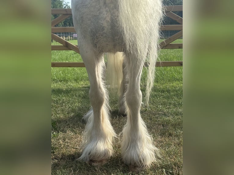 Andere Rassen Merrie 7 Jaar 123 cm in GROTE-BROGEL