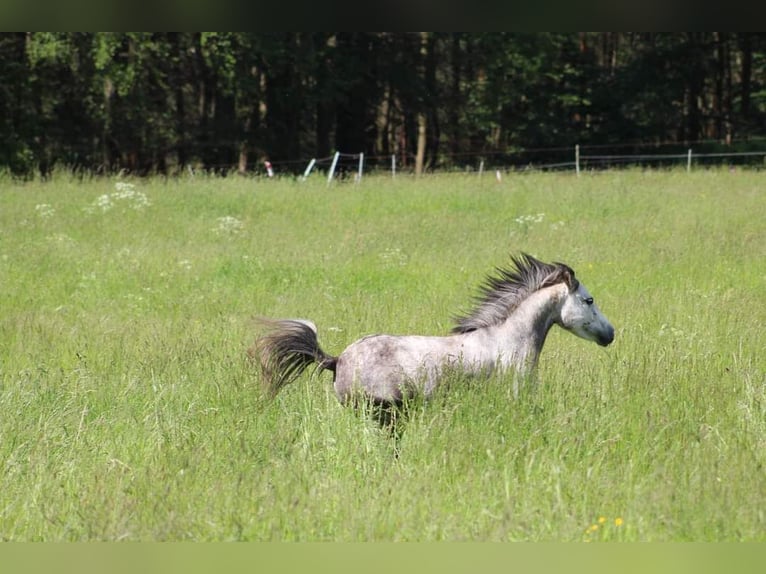 Andere Rassen Merrie 7 Jaar 123 cm Appelschimmel in Wurzbach