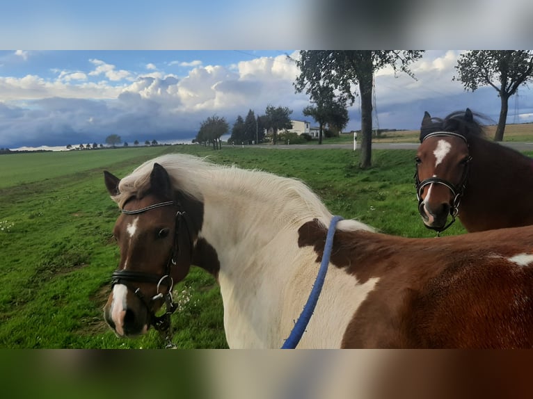 Andere Rassen Mix Merrie 7 Jaar 123 cm Gevlekt-paard in Freyburg (Unstrut)