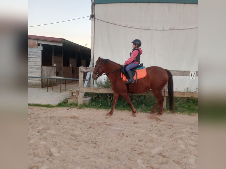Andere Rassen Mix Merrie 7 Jaar 137 cm Falbe in Belga, La (Viella-Siero)