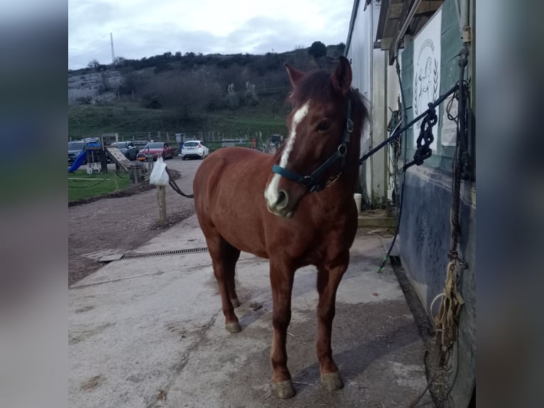 Andere Rassen Mix Merrie 7 Jaar 137 cm Falbe in Belga, La (Viella-Siero)