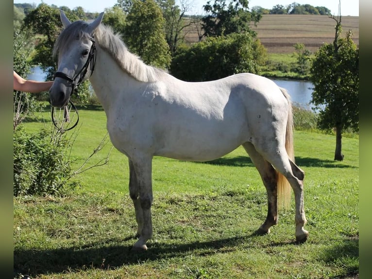 Andere Rassen Merrie 7 Jaar 141 cm Schimmel in Neu Gaarz Andere Rassen Merrie 7 Jaar 141 cm Schimmel in Neu Gaarz