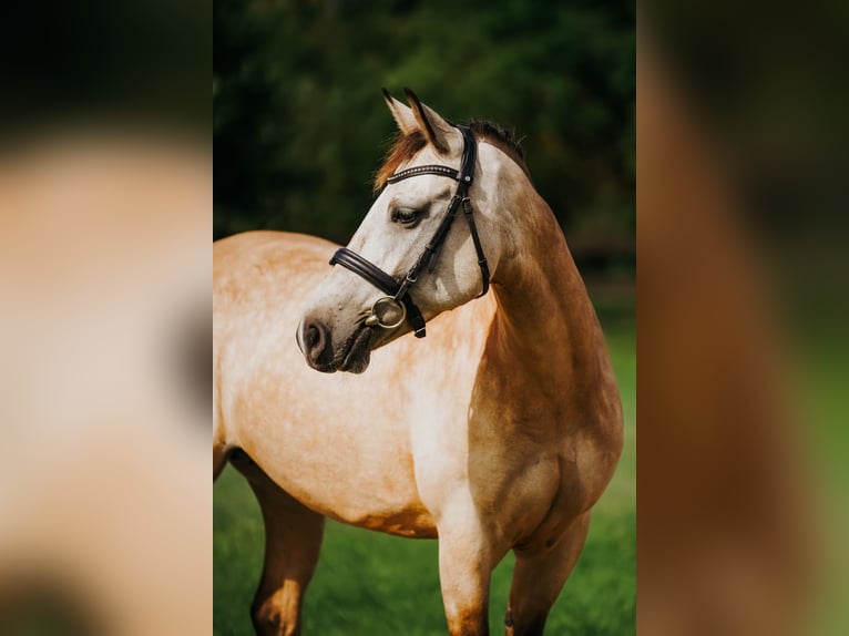 Andere Rassen Merrie 7 Jaar 142 cm Buckskin in Piņķi