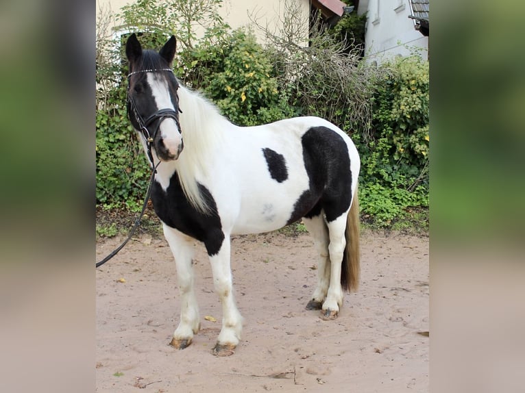 Andere Rassen Merrie 7 Jaar 143 cm Gevlekt-paard in Sonnefeld