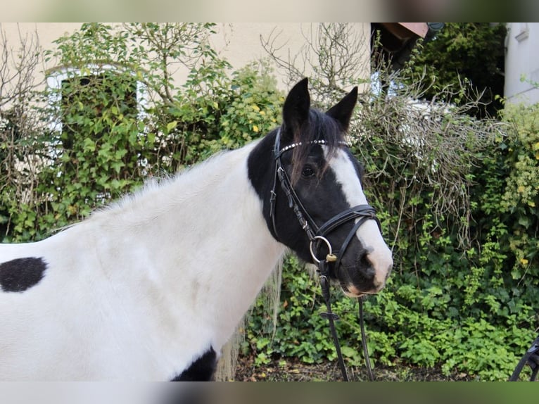 Andere Rassen Merrie 7 Jaar 143 cm Gevlekt-paard in Sonnefeld