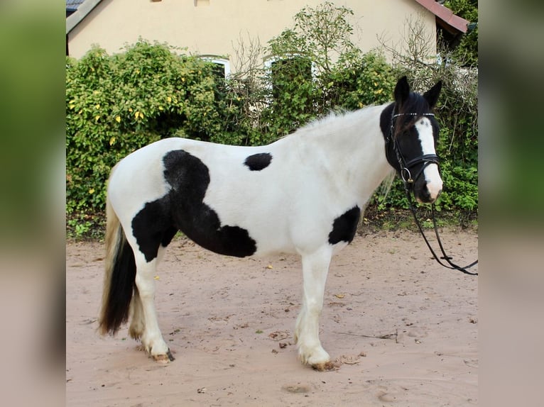 Andere Rassen Merrie 7 Jaar 143 cm Gevlekt-paard in Sonnefeld