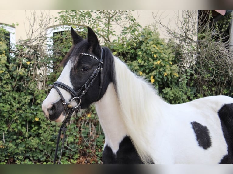 Andere Rassen Merrie 7 Jaar 143 cm Gevlekt-paard in Sonnefeld