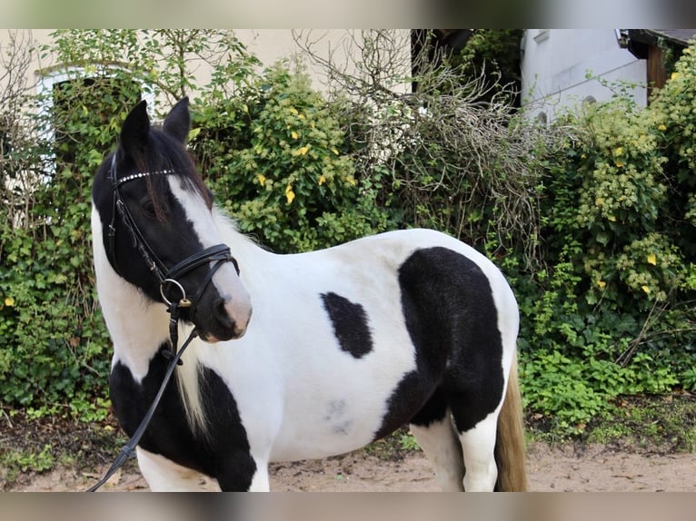 Andere Rassen Merrie 7 Jaar 143 cm Gevlekt-paard in Sonnefeld