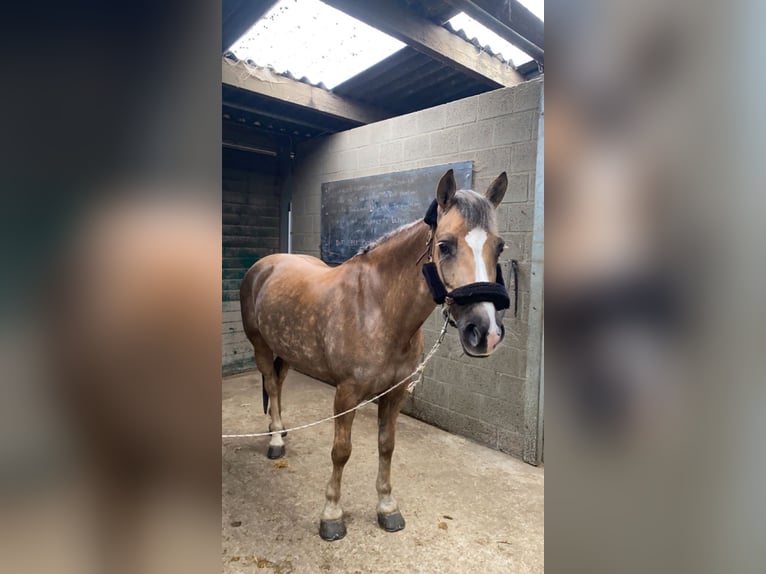 Andere Rassen Mix Merrie 7 Jaar 145 cm Vos in Kaullille