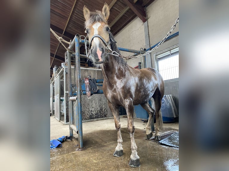 Andere Rassen Mix Merrie 7 Jaar 145 cm Vos in Kaullille