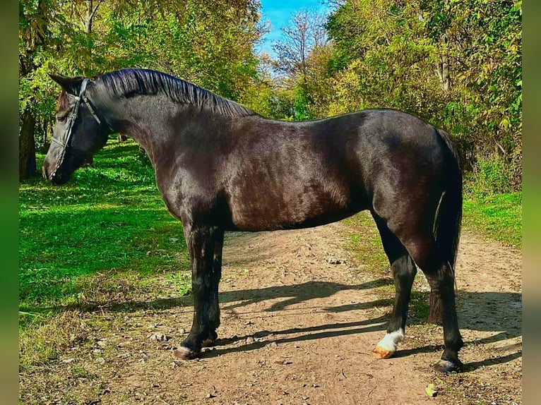 Andere Rassen Merrie 7 Jaar 145 cm Zwart in wuustwezel