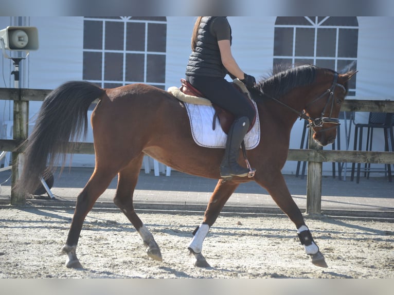 Andere Rassen Merrie 7 Jaar 146 cm Bruin in Breda