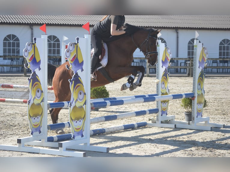 Andere Rassen Merrie 7 Jaar 146 cm Bruin in Breda