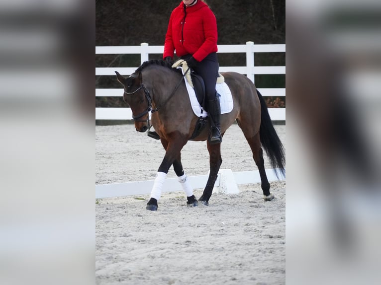 Andere Rassen Merrie 7 Jaar 146 cm Bruin in Nettersheim