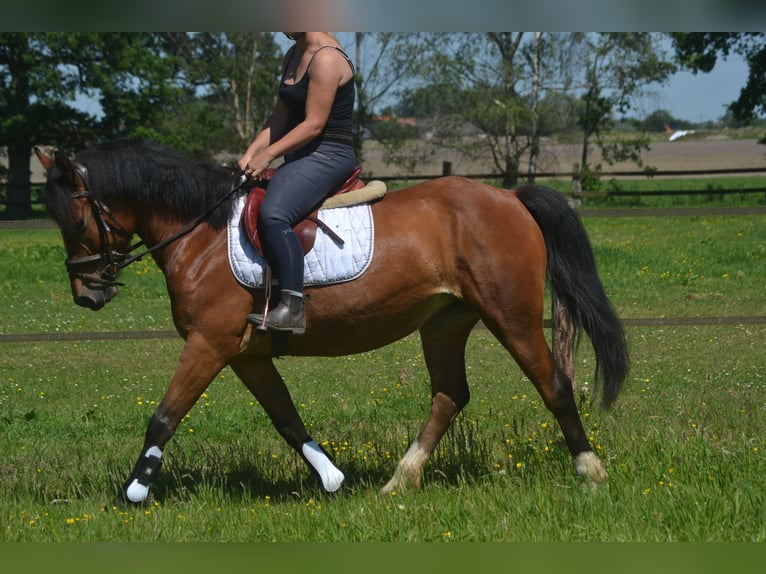Andere Rassen Merrie 7 Jaar 147 cm Bruin in Breda