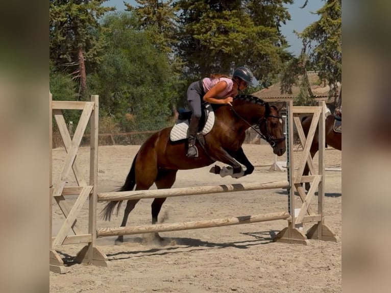 Andere Rassen Merrie 7 Jaar 147 cm Donkerbruin in Coin